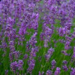 english-lavender