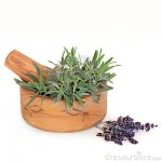 lavender-herb-11436925