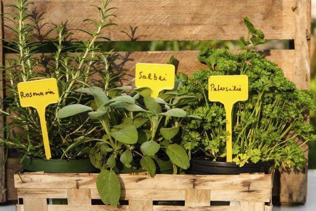 herbs-easy-growing